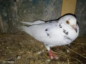 Pigeons