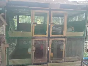 Bird Cage