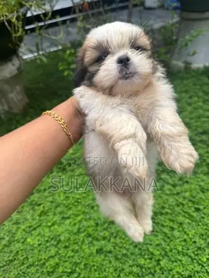 shihtzu puppies