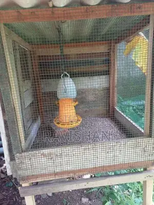 Chicken Cages