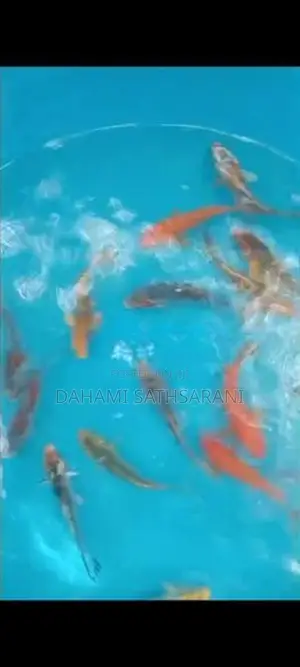 Sl Koi Fish