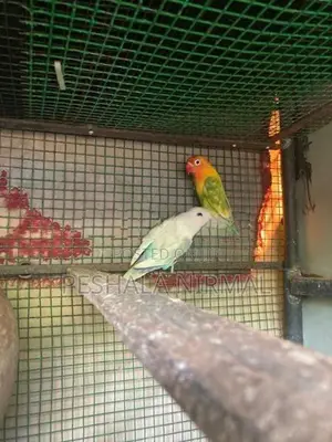 African Love birds