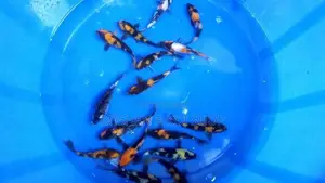 Showa with Hi Utsuri Koi Fish