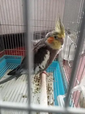 Cocktail With Cage