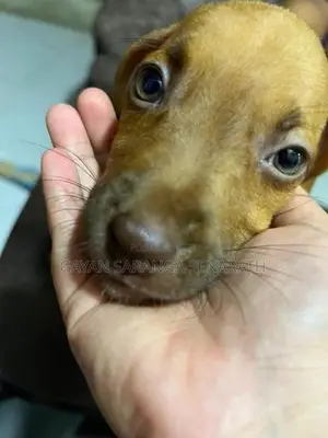Ridgeback Puppies
