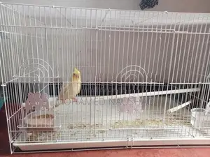 Cocktail Bird With Cage