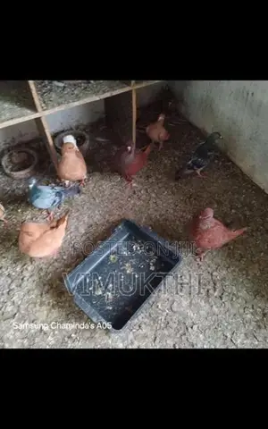 Samara King Pigeon