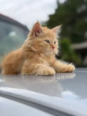 Persian Cat