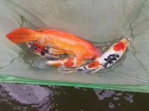 Koi Carp Fish