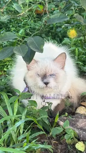 Himalayan cat female not spayed