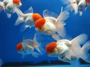 Red Cap Oranda Goldfish