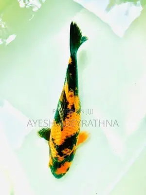 Koi Fish