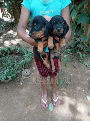Dachshund Puppies