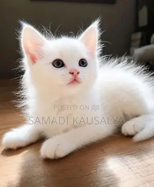 Persian Cat