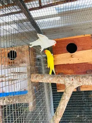 Ringnack Bird