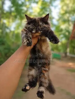 Persian Cat