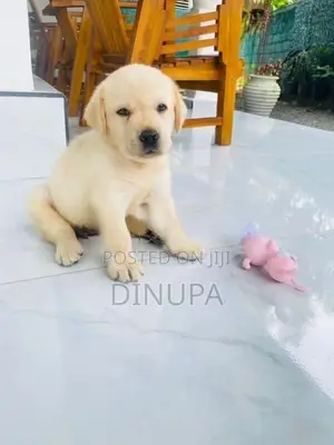 Labrador Puppy
