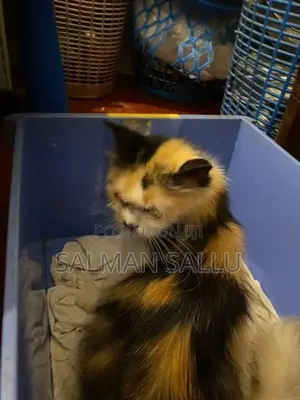 Calico Female Cat