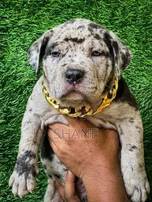 American Bully Puppies