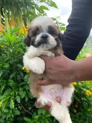 Shihtzu Puppies