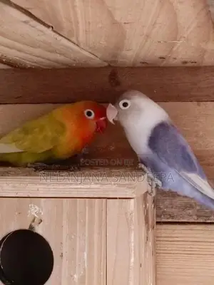 African Love Birds