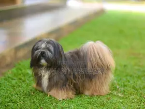 Shih Tzu Puppies