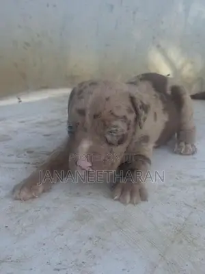 American Bully Puppies