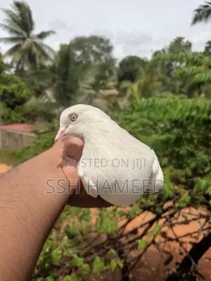 Timing Pigeons