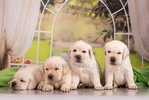 Labrador Puppies (Pure Breed)