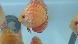 Red Panda Discus fish