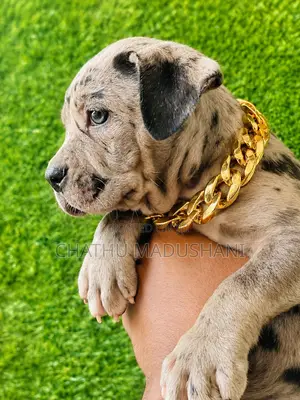 1-3 months Female Purebred American Bully