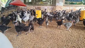 Country Chik