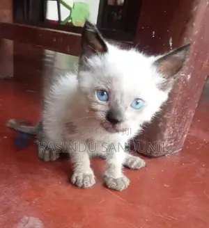 Himalayan Kitten