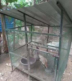 Hen Cage