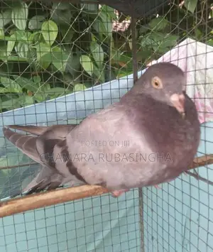 Pigeons