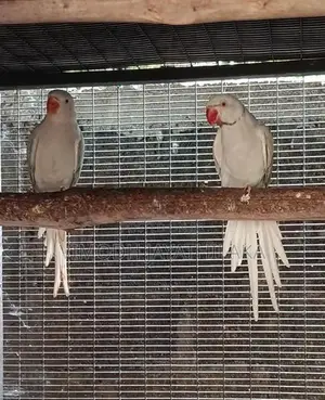 Yellow Ringneck Bird