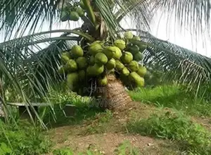 CRC65 පොල් පැළ