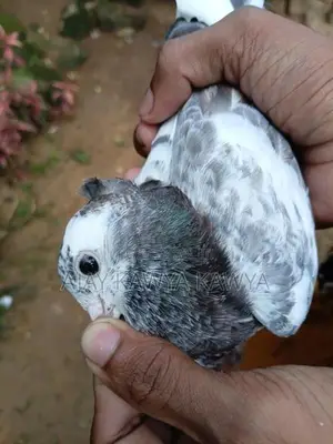 Pigeons