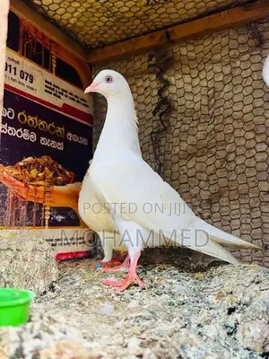 Pigeon