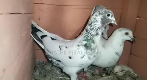Pigeons