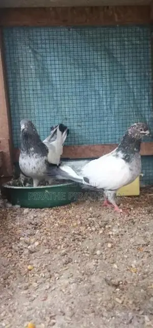 Pigeon
