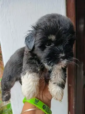 Shih Tzu Puppies