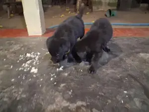 German Shepherd Puppies