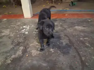 German Shepherd Puppy