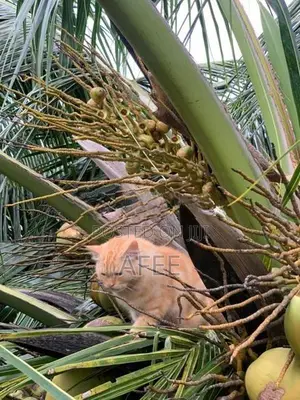 Persian Cat