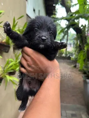 Pomeranian Dogs