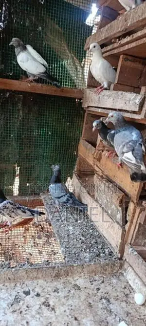 Pigeon