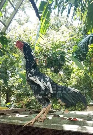 Shamo Joduwa