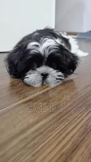Shih Tzu Puppies