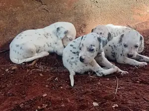 dalmatian puppies